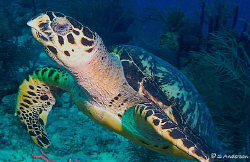 This photo of a turtle was taken off Nassau this past Aug... by Steven Anderson 
